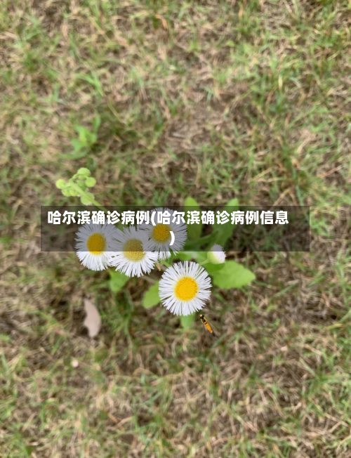 哈尔滨确诊病例(哈尔滨确诊病例信息)-第2张图片