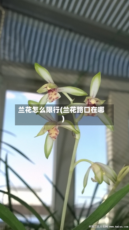 兰花怎么限行(兰花路口在哪)-第2张图片