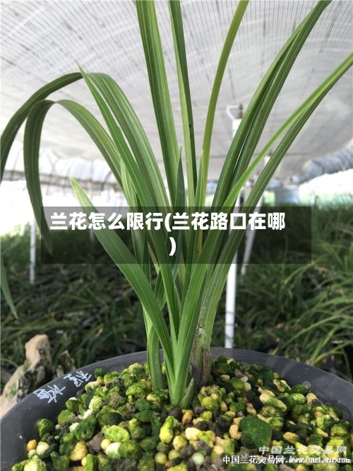 兰花怎么限行(兰花路口在哪)-第3张图片