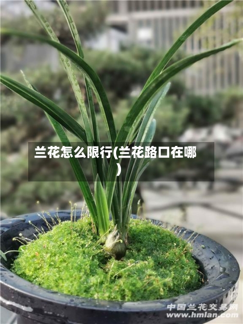兰花怎么限行(兰花路口在哪)