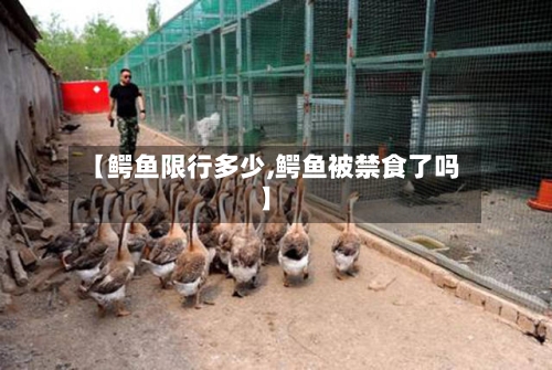 【鳄鱼限行多少,鳄鱼被禁食了吗】-第2张图片
