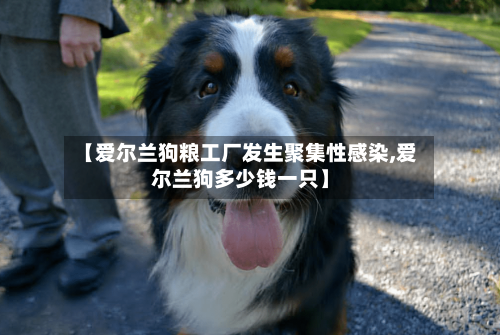 【爱尔兰狗粮工厂发生聚集性感染,爱尔兰狗多少钱一只】-第2张图片