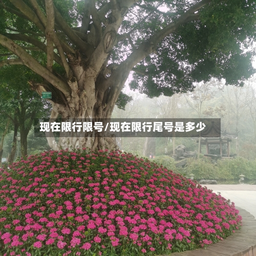 现在限行限号/现在限行尾号是多少